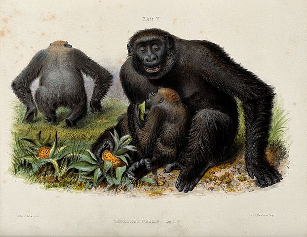 https://upload.wikimedia.org/wikipedia/commons/thumb/e/e6/A_female_gorilla_with_her_young._Coloured_lithograph_by_J_Wo_Wellcome_V0021469.jpg/622px-A_female_gorilla_with_her_young._Coloured_lithograph_by_J_Wo_Wellcome_V0021469.jpg