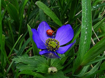 A flower and a lady(bug).jpg