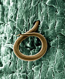 Mikroskopický kolorovaný snímek červa, jenž je polovinou těla zanořen v zelené hmotě, kořenovém systému rajčete