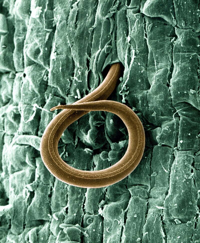 Root-knot nematode - Wikipedia