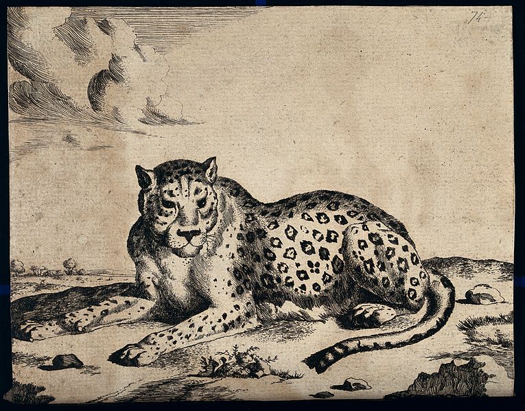 File:A leopard lying on the ground. Engraving by M De Bye after P Wellcome V0021500.jpg