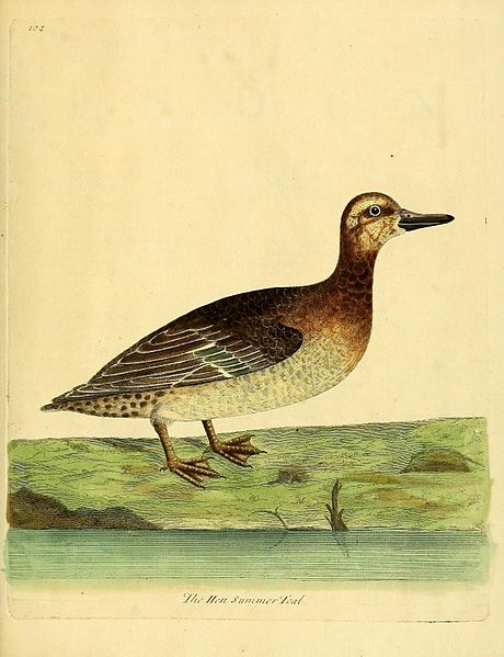 File:A natural history of birds (Numb. CIV) (9315286514).jpg