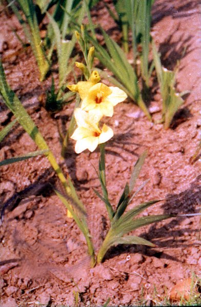 File:A yellow Rajnigandha flower in full bloom at Rashtrapati Bhawan in New Delhi on March 14, 2005.jpg