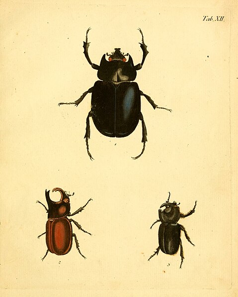 File:Abbildungen zu Karl Illiger's Uebersetzung von Olivier's Entomologie, oder, Naturgeschichte der Insecten (Tab. XII) BHL12733122.jpg