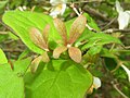 2017年12月2日 (土) 09:38時点における版のサムネイル