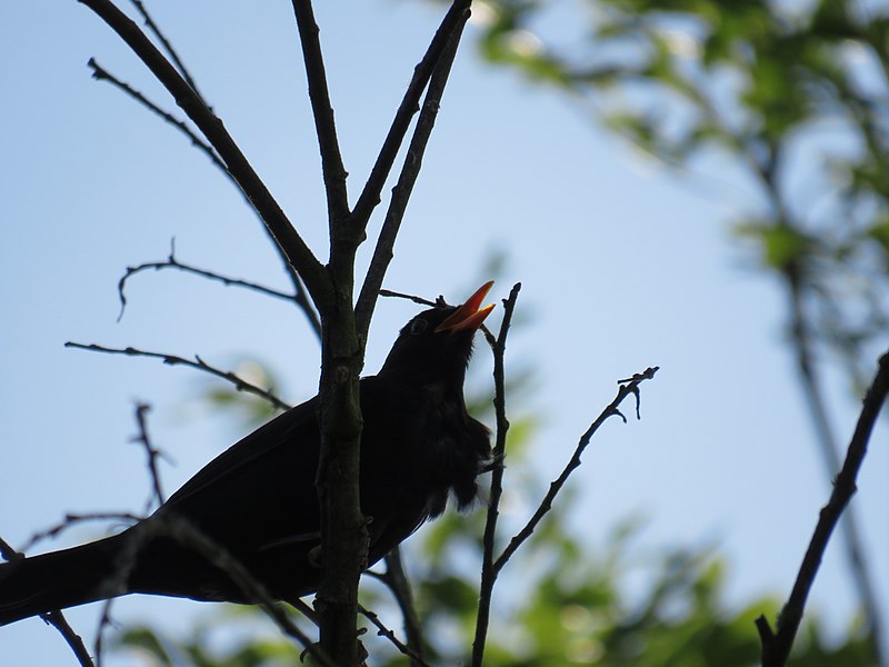 File:Abendgesang einer Amsel.jpg