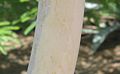 Acacia-willardiana-bark2.jpg