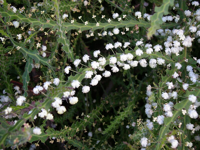 File:Acacia alata.JPG