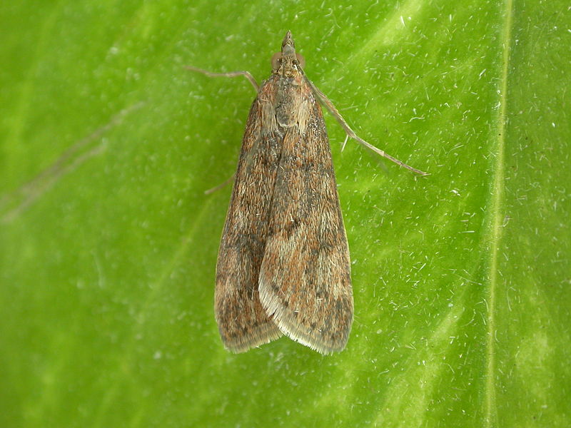 File:Achyra affinitalis (3004559067).jpg