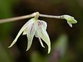 Acianthera muscosa