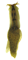 June 4: The freshwater gastropod Acochlidium fijiiensis.