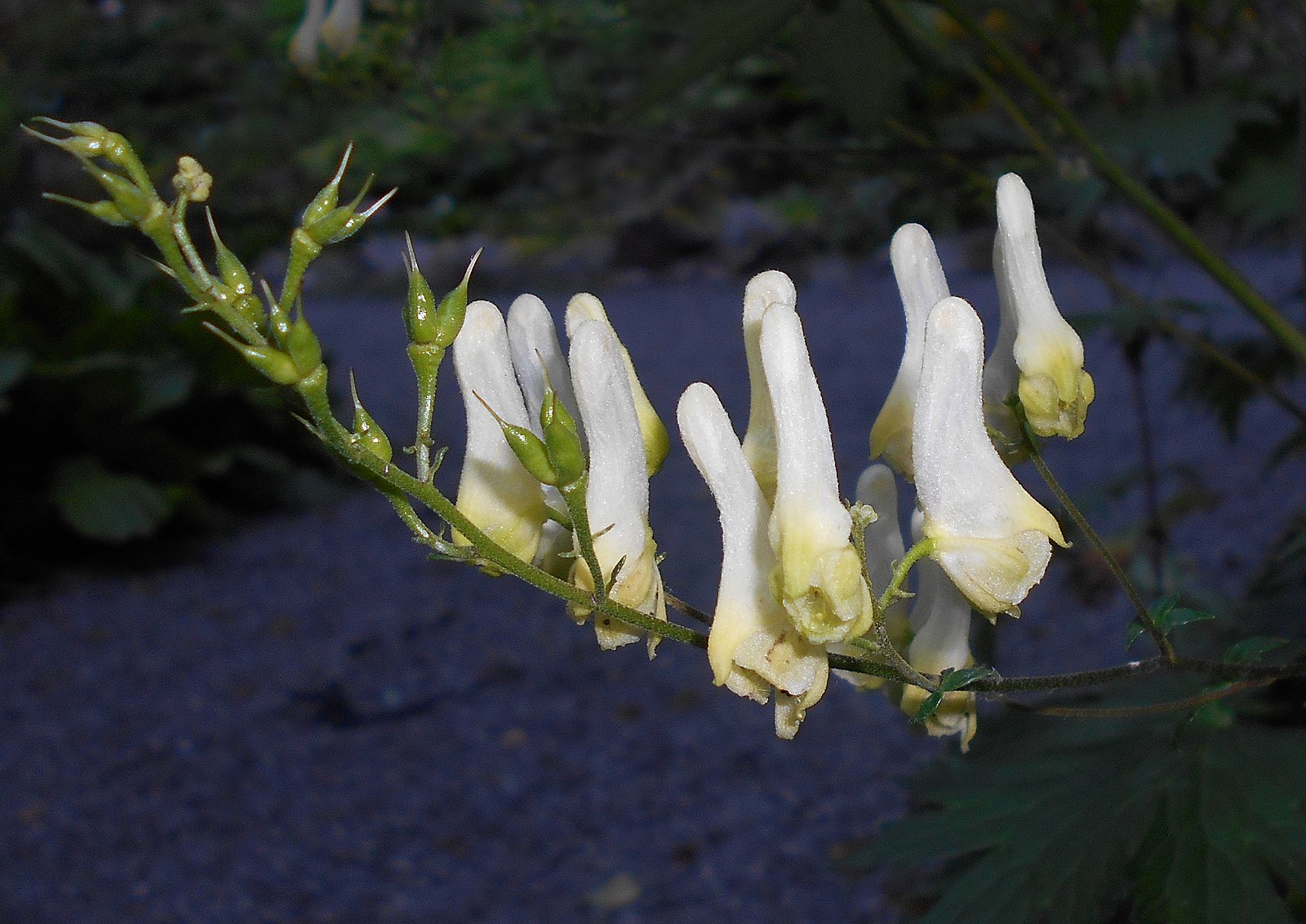 Aconitum napellus 30ch para que sirve