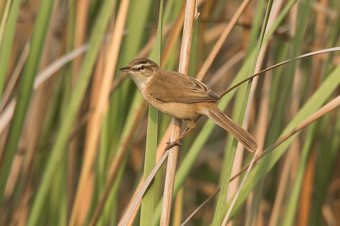 Acrocephalus tangorum