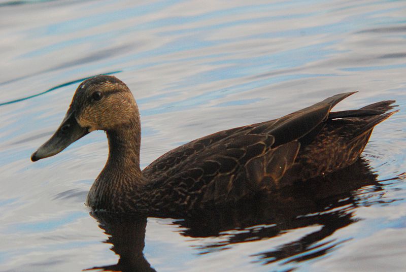 File:Adirondacks - ducks - 03.jpg