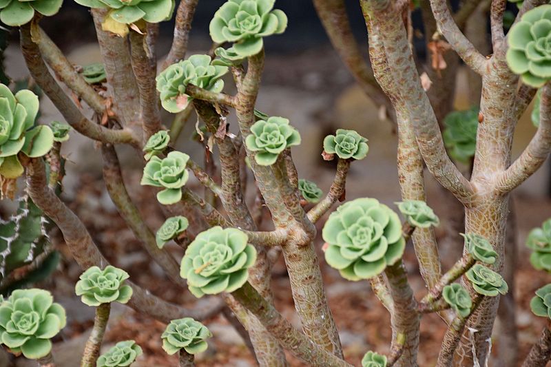 File:Aeonium valverdense in Tropengewächshäuser des Botanischen Gartens 01.jpg