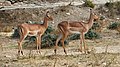 * Nomination Aepyceros melampus (Impala), Réserve africaine de Sigean 01.jpg --Llez 05:24, 23 November 2019 (UTC) * Promotion  Support Good quality.--Agnes Monkelbaan 05:31, 23 November 2019 (UTC)