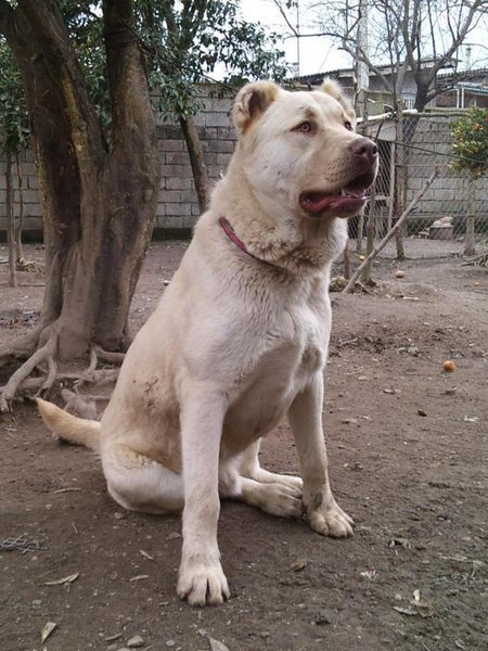 File:Afghan Shepherd.jpg