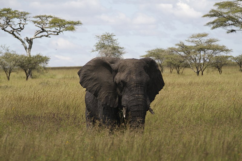 File:African elephant ,Serengeti.jpg