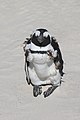 * Nomination African penguin (Spheniscus demersus) at Boulders Beach, South Africa --Bgag 00:52, 3 October 2018 (UTC) * Promotion Good quality. -- Johann Jaritz 02:15, 3 October 2018 (UTC)