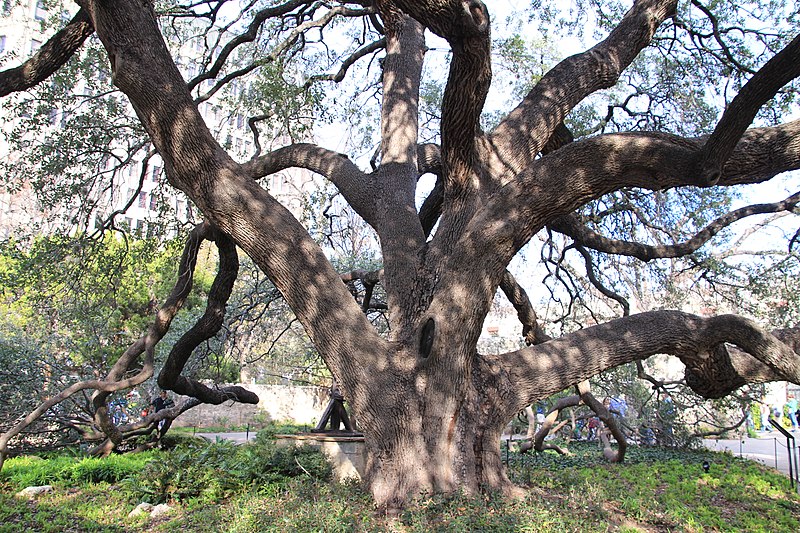 File:Alamo-Tree-2075.jpg