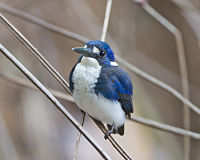 Little Kingfisher (Alcedo pusilla), Daintree Village, Queensland, Australia