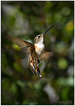 Thumbnail for File:Allen's Hummingbird (52201713810).jpg