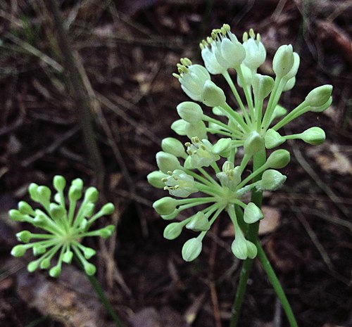 Image: Allium tricoccum   Ramps (cropped)