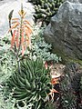 Aristaloe aristata (syn. Aloe aristata)