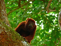 A. arctoidea. Alouatta arctoidea Mono araguato Ursine howler,jpg.jpg