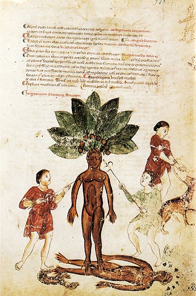 File:Alraunenernte (Medicina Antiqua).jpg