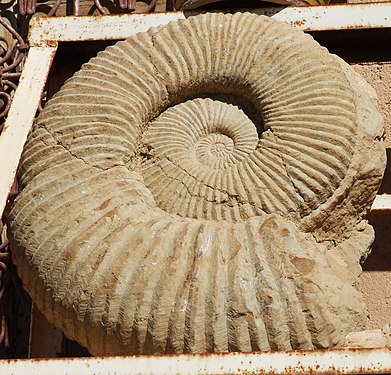 Ammonit in Afrika