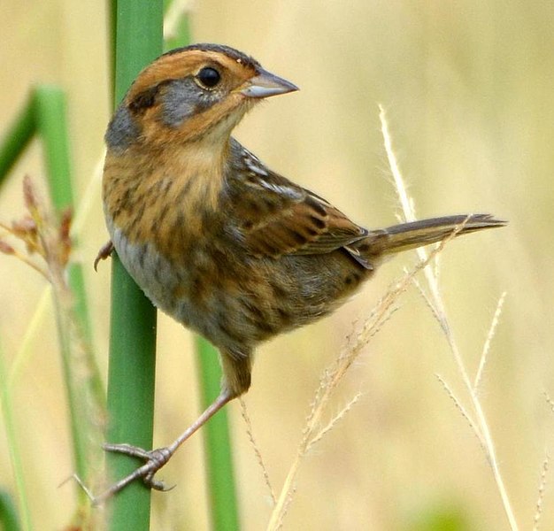 File:Ammospiza nelsoni 145265620 (cropped).jpg