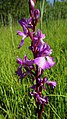 Anacamptis palustris Germany - Ichenheim