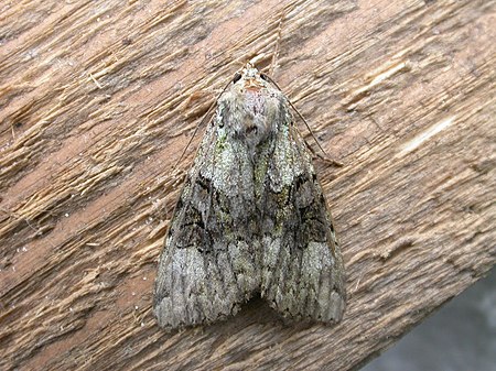 Anaplectoides prasina