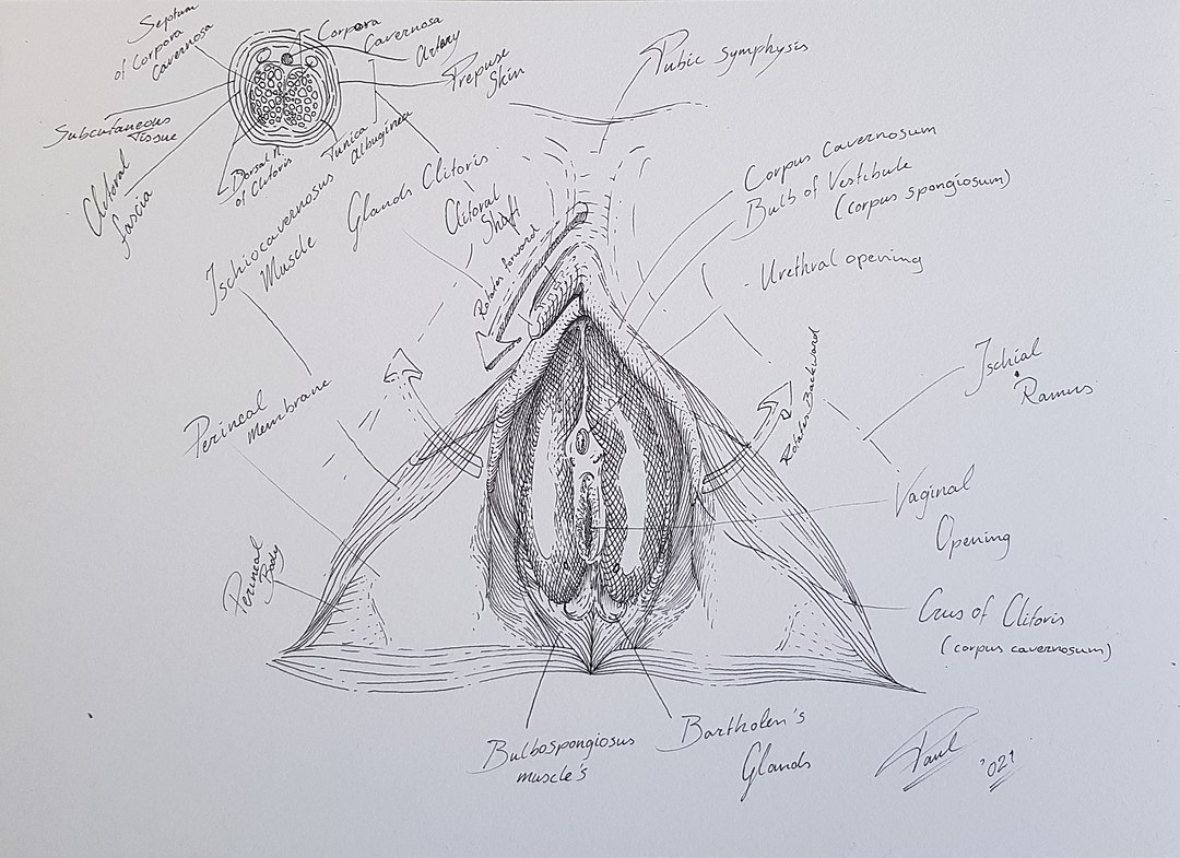 the Human vagina