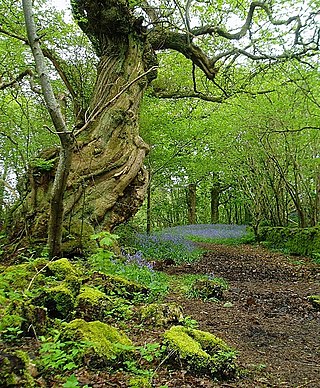 <span class="mw-page-title-main">Ancient woodland</span> Type of woodland in the United Kingdom