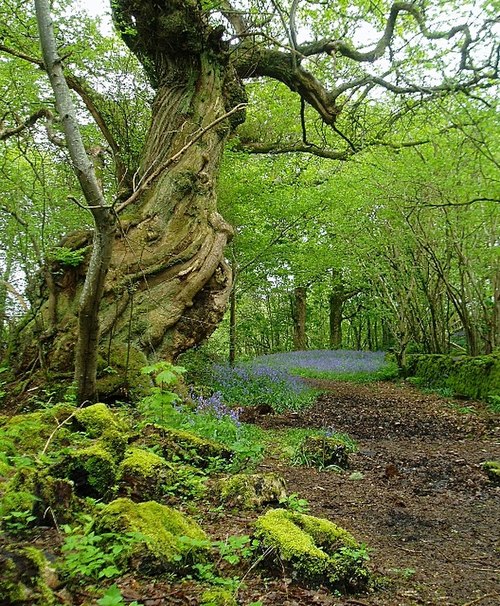 Ancient woodland on Inchmahome island in Scotland