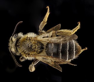 <i>Andrena banksi</i> Species of bee