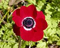 Anemone roşu