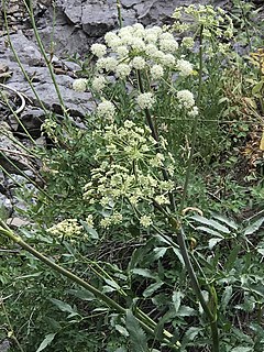 <i>Angelica breweri</i> Species of plant