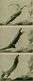 Animal life under water (1920) (18193951982).jpg