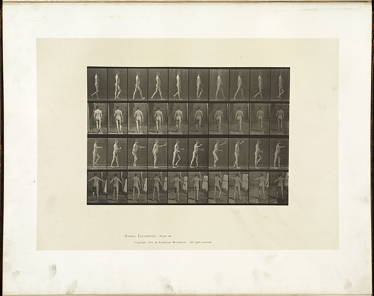 File:Animal locomotion. Plate 550 (Boston Public Library).jpg