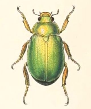 <i>Anoplostethus</i> Genus of beetles
