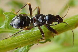 <i>Myrmecoris gracilis</i> Species of true bug