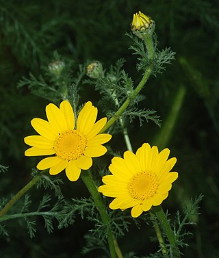 <i>Cota tinctoria</i> Species of flowering plant