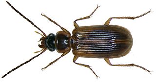 <i>Anthracus</i> Genus of beetles