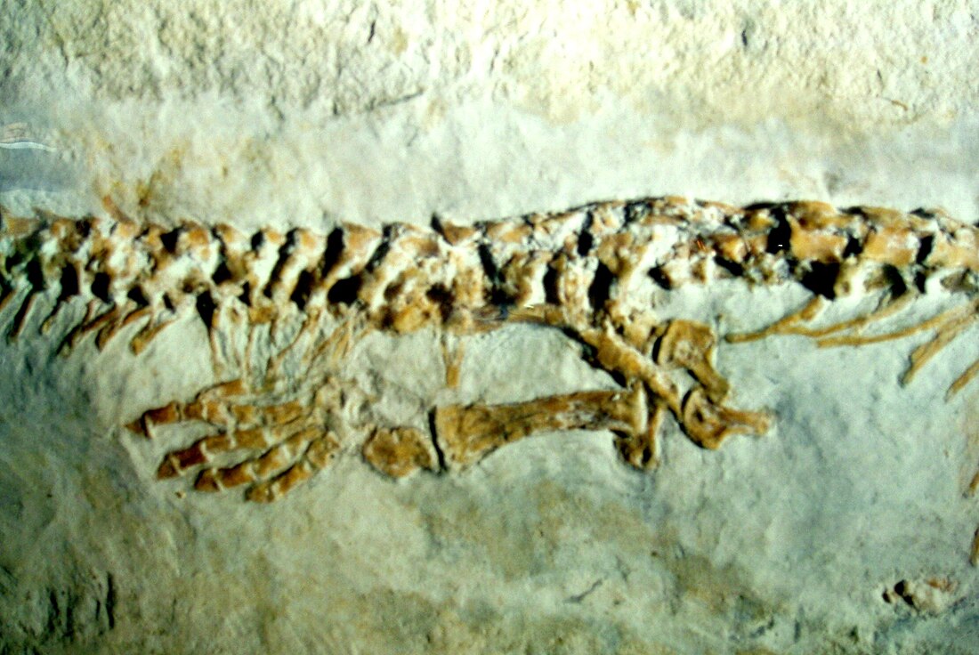 Aphanizocnemus