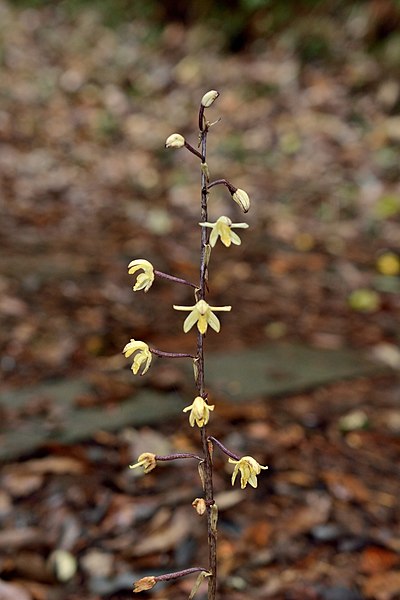 File:Aphyllorchis montana 山林無葉蘭(紫紋無葉蘭) (36963509743).jpg