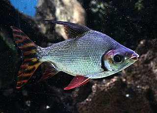 <i>Semaprochilodus</i> Genus of fishes
