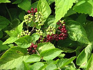 미국땅두릅(Aralia racemosa)